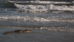 An alligator rests in the surf at Oak Island, N.C. on July 7, 2016