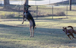 Hashbrown leaps high above Sara to catch a tennis ball at the Rotary Dog Park in Kinston, N.C. on Nov. 21, 2016