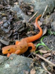 An Eastern Newt slowly crosses a path in the Blue Ridge Mountains near the Peaks of Otter.