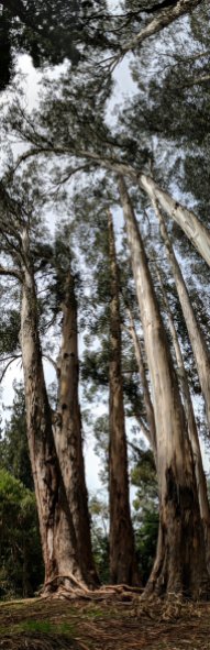 Tallest eucalyptus trees in North America on the campus of the University of California-Berkeley